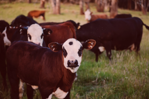 Seth Godin y las Vacas púrpuras